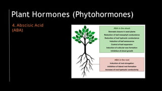 4. Abscisic Acid
(ABA)
Plant Hormones (Phytohormones)
 