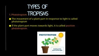 TYPES OF
TROPISMS
1.Phototropism:
● The movement of a plant part in response to light is called
phototropism
● If the plant part moves towards light, it is called positive
phototropism.
 