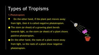 Types of Tropisms
1.Phototropism:
● On the other hand, if the plant part moves away
from light, then it is called negative phototropism.
● The stem (or shoot) of a growing plant bends
towards light, so the stem (or shoot) of a plant shows
positive phototropism.
● On the other hand, the roots of a plant move away
from light, so the roots of a plant show negative
phototropism.
 