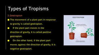 2.Geotropism
● The movement of a plant part in response
to gravity is called geotropism.
● If the plant part moves in the
direction of gravity, it is called positive
geotropism.
● On the other hand, if the plant part
moves against the direction of gravity, it is
negative geotropism.
Types of Tropisms
 