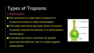 3.Chemotropism
● The movement of a plant part in response to
a chemical stimulus is called chemotropism.
● If the plant part shows plant part shows movement
(or growth) towards the chemical, it is called positive
chemotropism.
● If the plant part shows movement (or growth)
away from the chemical, then it is called negative
chemotropism.
Types of Tropisms
 