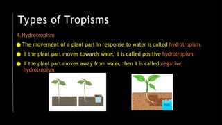 4.Hydrotropism
● The movement of a plant part in response to water is called hydrotropism.
● If the plant part moves towards water, it is called positive hydrotropism.
● If the plant part moves away from water, then it is called negative
hydrotropism.
Types of Tropisms
 