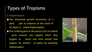 5.Thigmotropism
● The directional growth movement of a
plant part in response to the touch of
an object is called thigmotropism.
● The climbing parts of the plants such as tendrils
grow towards any support which they
happen to touch and wind around that
support. So, tendrils of plants are positively
thigmotropism.
Types of Tropisms
 