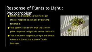Response of Plants to Light :
Phototropism
● Plants need sunlight, so the stems (or
shoots) respond to sunlight by growing
towards it.
● This observation shows that the stem of
plant responds to light and bends towards it.
● The plant stem responds to light and bends
towards it due to the action of ‘auxin
hormone.
 