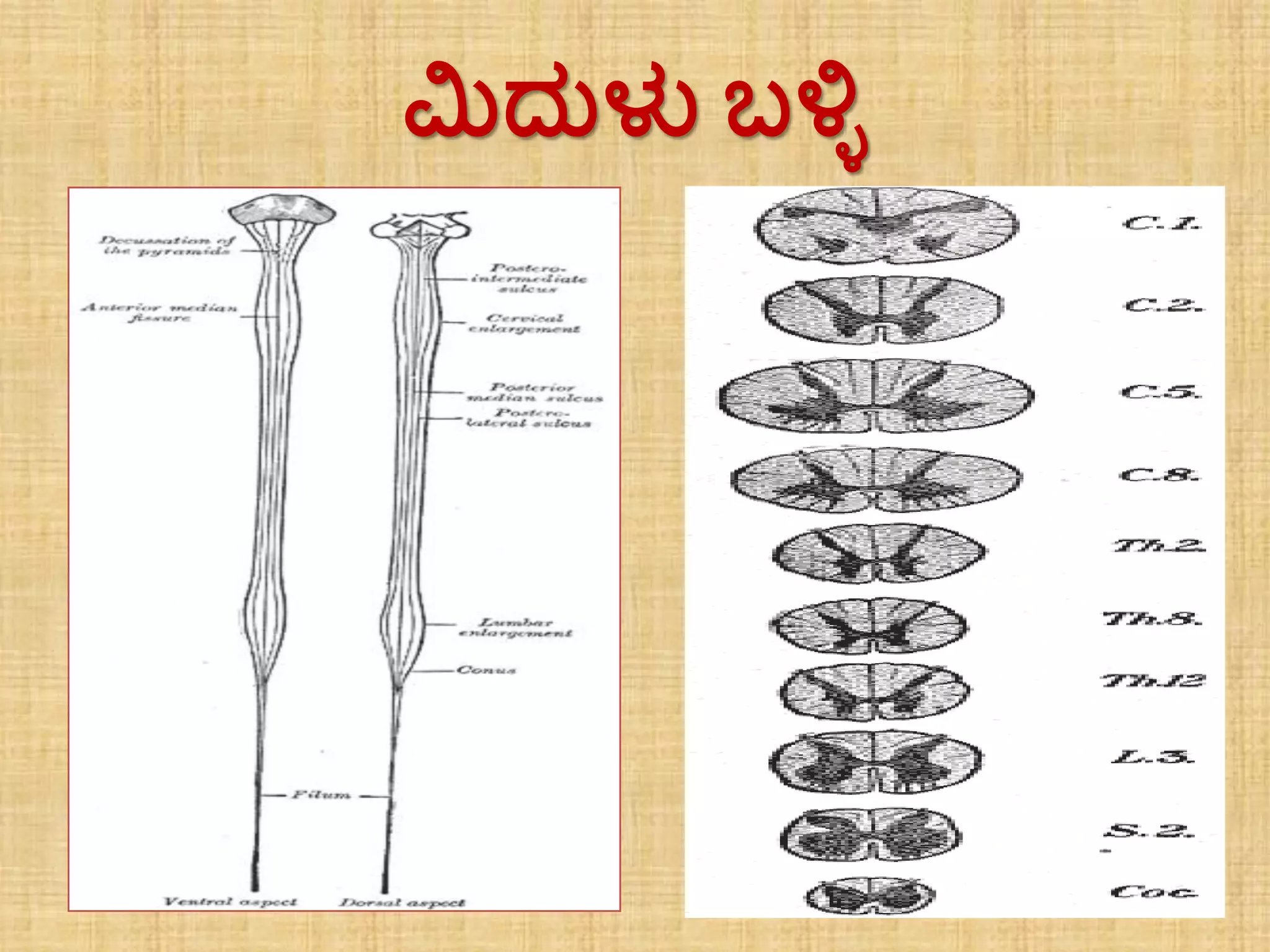 Spring Cordination Control and cordination in plants and animals | PPT