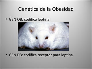 Genética de la Obesidad
• GEN OB: codifica leptina




• GEN DB: codifica receptor para leptina
 