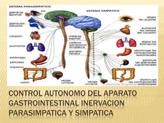CONTROL AUTONOMO DEL APARATO
GASTROINTESTINAL INERVACION
PARASIMPATICA Y SIMPATICA
 