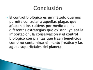   El control biológico es un método que nos
    permite controlar a aquellas plagas que
    afectan a los cultivos por medio de las
    diferentes estrategias que existen ya sea la
    importación, la conservación y el control
    biológico con plantas que traen beneficios
    como no contaminar el manto freático y las
    aguas superficiales del planeta.
 