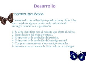 CONTROL BIOLÓGICO
El método de control biológico puede ser muy eficaz. Hay
que considerar algunos puntos en la utilización de
enemigos naturales en la plantación:
1. Se debe identificar bien el parásito que afecta al cultivo.
2. Identificación del enemigo natural.
3. Estimación de la población del parásito.
4. Estimación de la población del enemigo natural.
5. Comprar correctamente a los enemigos naturales.
6. Supervisar correctamente la eficacia de estos enemigos.
 