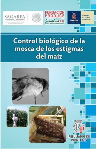 Control biológico de la mosca de los estigmas del maíz

1

 