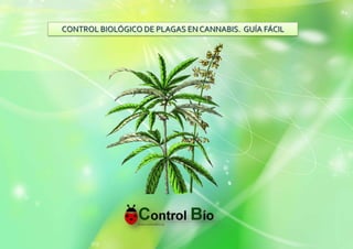 CONTROL BIOLÓGICO DE PLAGAS EN CANNABIS. GUÍA FÁCIL

 