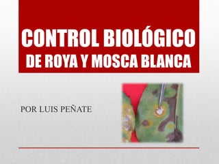 CONTROL BIOLÓGICO
DE ROYA Y MOSCA BLANCA
POR LUIS PEÑATE
 