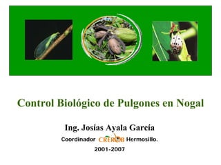Control Biológico de Pulgones en Nogal

         Ing. Josías Ayala García
        Coordinador           Hermosillo.
                  2001-2007
 