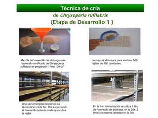 Técnica de cría
                             de Chrysoperla rufilabris
                           (Etapa de Desarrollo 1 )




Mezcla de huevecillo de sitotroga mas          La mezcla alcanzara para sembrar 500
huevecillo certificado de Chrysoperla          rejillas de 100 cavidades.
rufilabris en proporción 1 litro:100 cc3.




 Una vez emergidas las larvas se
 alimentaran cada 3er. Día esparciendo          En la 1er. Alimentación se utiliza 1 litro
 el huevecillo sobre la malla que cubre         de huevecillo de sitotroga, en la 2da. 2
 la rejilla.                                    litros y la misma cantidad en la 3ra.
 
