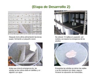 (Etapa de Desarrollo 2)




Después de la ultima alimentación las larvas    Se colocan 10 rejillas en pupación por
pupan, formando un pequeño cocon.               cubeta y se espera la emergencia de los
                                                adultos.




Antes que inicie la emergencia de las           Emergidas las adultas se retiran las rejillas
adultas se les coloca dieta en tablillas y un   y se les mantiene con dieta y agua e
algodón con agua.                               iniciaran la colocación de huevecillos..
 