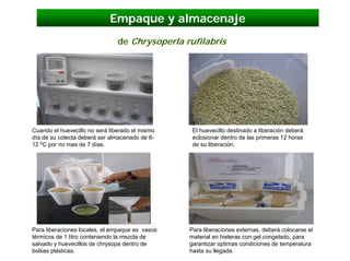 Empaque y almacenaje
                                de Chrysoperla rufilabris




Cuando el huevecillo no será liberado el mismo    El huevecillo destinado a liberación deberá
día de su colecta deberá ser almacenado de 6-     eclosionar dentro de las primeras 12 horas
12 0C por no mas de 7 días.                       de su liberación.




Para liberaciones locales, el empaque es vasos   Para liberaciones externas, deberá colocarse el
térmicos de 1 litro conteniendo la mezcla de     material en hieleras con gel congelado, para
salvado y huevecillos de chrysopa dentro de      garantizar optimas condiciones de temperatura
bolsas plásticas.                                hasta su llegada.
 