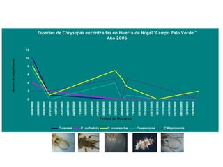 Numero de especimenes




                                                  0
                                                      2
                                                          4
                                                                6
                                                                     8
                                                                          10
                                                                               12
                                     16/06/2006

                                     23/06/2006

                                     30/06/2006

                                     07/07/2006

                                     14/07/2006

                                     21/07/2006

                                     28/07/2006




C.carnea
                                     04/08/2006

                                     11/08/2006

                                     18/08/2006

                                     25/08/2006




C. rufilabris
                                     01/09/2006

                                     08/09/2006

                                     15/09/2006

                                     22/09/2006

                                     29/09/2006
                                                                                                                   Año 2006




C. comanche                          06/10/2006
                Fechas de Muestreo




                                     13/10/2006

                                     20/10/2006

                                     27/10/2006

                                     03/11/2006
Ceaerocrysa




                                     10/11/2006

                                     17/11/2006

                                     24/11/2006

                                     01/12/2006

                                     08/12/2006
C.Nigricornis




                                     15/12/2006

                                     22/12/2006
                                                                                    Especies de Chrysopas encontradas en Huerta de Nogal "Campo Palo Verde "
 