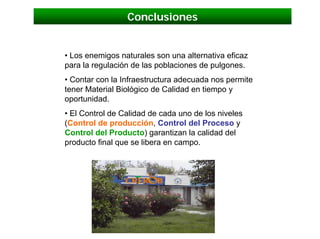 Conclusiones


• Los enemigos naturales son una alternativa eficaz
para la regulación de las poblaciones de pulgones.
• Contar con la Infraestructura adecuada nos permite
tener Material Biológico de Calidad en tiempo y
oportunidad.
• El Control de Calidad de cada uno de los niveles
(Control de producción, Control del Proceso y
Control del Producto) garantizan la calidad del
producto final que se libera en campo.
 
