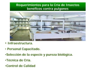Requerimientos para la Cría de Insectos
             benéficos contra pulgones




• Infraestructura.
• Personal Capacitado.
•Selección de la especie y pureza biológica.
•Técnica de Cría.
•Control de Calidad
 
