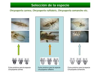 Selección de la especie
  Chrysoperla carnea, Chrysoperla rufilabris, Chrysoperla comanche etc.




Ficha pictórica para la especie       Ficha pictórica para la especie   Ficha pictórica para la especie
Chrysoperla carnea.                   Chrysoperla rufilabris.           Chrysoperla comanche.
 