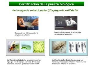 Certificación de la pureza biológica
       de la especie seleccionada (Chrysoperla rufilabris).




           Separación de 100 huevecillos de           Revisión al microscopio de la integridad
           chrysoperla rufilabris.                    morfológica de la especie.




Verificación del adulto: La genas con manchas      Verificación de los 3 estadios larvales: Las
rojas que van de los ojos a la boca. En las alas   manchas paralelas casi uniformes inician de parte
anteriores, las venas gradatas cruzadas en AA.     dorsal hacia el frente de la cabeza.
 