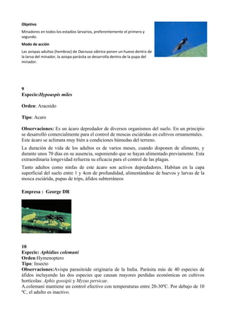Objetivo
Minadores en todos los estadíos larvarios, preferentemente el primero y
segundo.
Modo de acción
Las avispas adultas (hembras) de Dacnusa sibirica ponen un huevo dentro de
la larva del minador, la avispa parásita se desarrolla dentro de la pupa del
minador.

9
Especie:Hypoaspis miles
Orden: Aracnido
Tipo: Acaro
Observaciones: Es un ácaro depredador de diversos organismos del suelo. En un principio
se desarrolló comercialmente para el control de moscas esciáridas en cultivos ornamentales.
Este ácaro se aclimata muy bién a condiciones húmedas del terreno.
La duración de vida de los adultos es de varios meses, cuando disponen de alimento, y
durante unos 70 días en su ausencia, suponiendo que se hayan alimentado previamente. Esta
extraordinaria longevidad refuerza su eficacia para el control de las plagas.
Tanto adultos como ninfas de este ácaro son activos depredadores. Habitan en la capa
superficial del suelo entre 1 y 4cm de profundidad, alimentándose de huevos y larvas de la
mosca esciárida, pupas de trips, áfidos subterráneos
Empresa : George DR

10
Especie: Aphidius colemani
Orden:Hymenoptero
Tipo: Insecto
Observaciones:Avispa parasitoide originaria de la India. Parásita más de 40 especies de
áfidos incluyendo las dos especies que causan mayores perdidas económicas en cultivos
hortícolas: Aphis gossipii y Myzus persicae.
A.colemani mantiene un control efectivo con temperaturas entre 20-30ºC. Por debajo de 10
ºC, el adulto es inactivo.

 