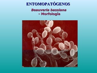 Beauveria bassianaBeauveria bassiana
- Morfología- Morfología
ENTOMOPATÓGENOSENTOMOPATÓGENOS
 