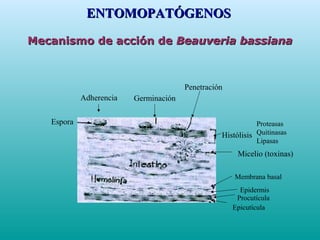 Mecanismo de acción deMecanismo de acción de Beauveria bassianaBeauveria bassiana
Espora
Adherencia Germinación
Penetración
Histólisis
Proteasas
Quitinasas
Lipasas
Micelio (toxinas)
Membrana basal
Epidermis
Procutícula
Epicutícula
ENTOMOPATÓGENOSENTOMOPATÓGENOS
 