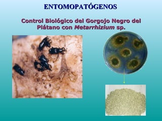 Control Biológico del Gorgojo Negro delControl Biológico del Gorgojo Negro del
Plátano conPlátano con MetarrhiziumMetarrhizium sp.sp.
ENTOMOPATÓGENOSENTOMOPATÓGENOS
 