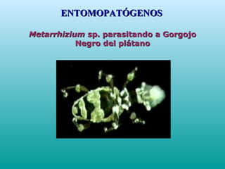 MetarrhiziumMetarrhizium sp. parasitando a Gorgojosp. parasitando a Gorgojo
Negro del plátanoNegro del plátano
ENTOMOPATÓGENOSENTOMOPATÓGENOS
 