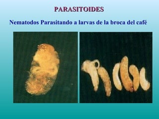 Nematodos Parasitando a larvas de la broca del café
PARASITOIDESPARASITOIDES
 