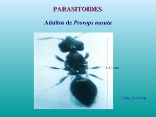 Adultos de Prorops nasuta
2-2,3 mm
Ciclo: 23-37 días
PARASITOIDESPARASITOIDES
 