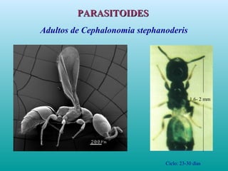 Adultos de Cephalonomia stephanoderis
1.6- 2 mm
Ciclo: 23-30 días
PARASITOIDESPARASITOIDES
 