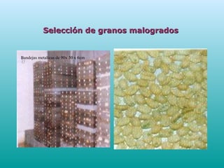 Selección de granos malogradosSelección de granos malogrados
Bandejas metalicas de 90x 30 x 6cm
 