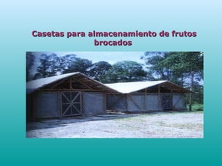 Casetas para almacenamiento de frutosCasetas para almacenamiento de frutos
brocadosbrocados
 