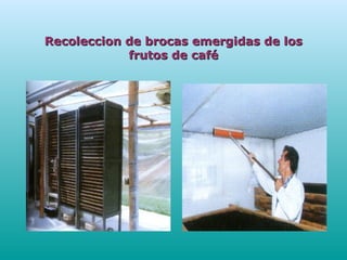 Recoleccion de brocas emergidas de losRecoleccion de brocas emergidas de los
frutos de caféfrutos de café
 