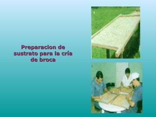 Preparacion dePreparacion de
sustrato para la críasustrato para la cría
de brocade broca
 