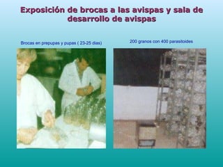 Exposición de brocas a las avispas y sala deExposición de brocas a las avispas y sala de
desarrollo de avispasdesarrollo de avispas
Brocas en prepupas y pupas ( 23-25 dias) 200 granos con 400 parasitoides
 