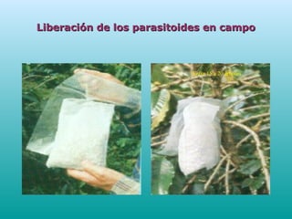 Liberación de los parasitoides en campoLiberación de los parasitoides en campo
Entre 15 a 20 árboles
 