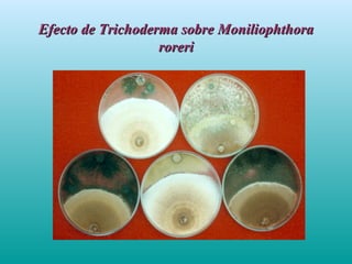 Efecto de Trichoderma sobre MoniliophthoraEfecto de Trichoderma sobre Moniliophthora
roreriroreri
 