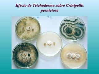 Efecto de Trichoderma sobre CrinipellisEfecto de Trichoderma sobre Crinipellis
perniciosaperniciosa
 