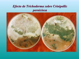 Efecto de Trichoderma sobre CrinipellisEfecto de Trichoderma sobre Crinipellis
perniciosaperniciosa
 