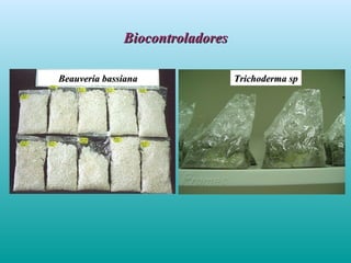 BiocontroladoresBiocontroladores
Trichoderma spTrichoderma spBeauveria bassianaBeauveria bassiana
 