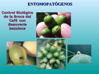 Control BiológicoControl Biológico
de la Broca delde la Broca del
CaféCafé concon
BeauveriaBeauveria
bassianabassiana
ENTOMOPATÓGENOSENTOMOPATÓGENOS
 