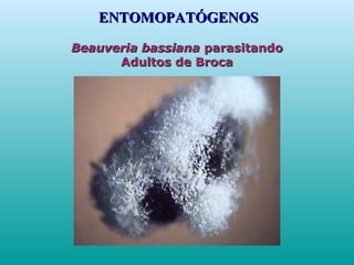 Beauveria bassianaBeauveria bassiana parasitandoparasitando
Adultos de BrocaAdultos de Broca
ENTOMOPATÓGENOSENTOMOPATÓGENOS
 