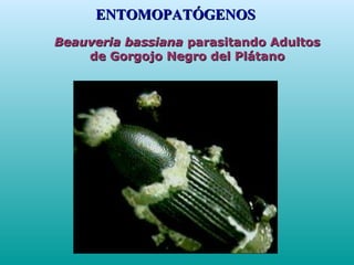 Beauveria bassianaBeauveria bassiana parasitando Adultosparasitando Adultos
de Gorgojo Negro del Plátanode Gorgojo Negro del Plátano
ENTOMOPATÓGENOSENTOMOPATÓGENOS
 