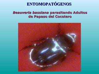 Beauveria bassianaBeauveria bassiana parasitando Adultosparasitando Adultos
de Papaso del Cocoterode Papaso del Cocotero
ENTOMOPATÓGENOSENTOMOPATÓGENOS
 