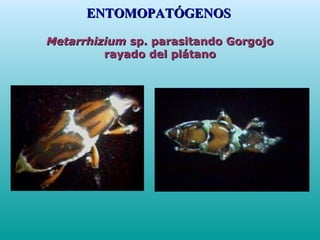 MetarrhiziumMetarrhizium sp. parasitando Gorgojosp. parasitando Gorgojo
rayado del plátanorayado del plátano
ENTOMOPATÓGEN...