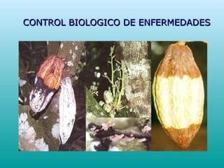 CONTROL BIOLOGICO DE ENFERMEDADESCONTROL BIOLOGICO DE ENFERMEDADES
 