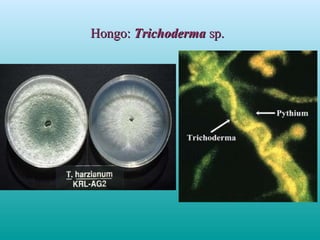 Hongo:Hongo: TrichodermaTrichoderma sp.sp.
 